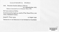 Puccinia caricis image
